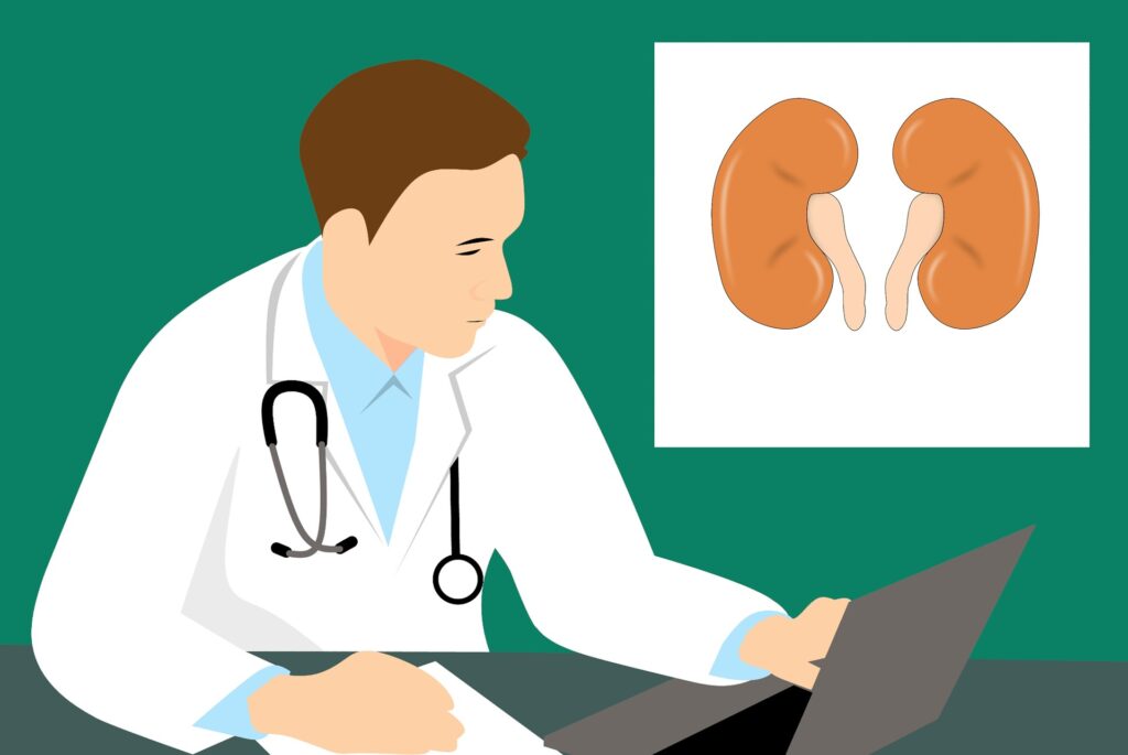 kidney 3667909 1920