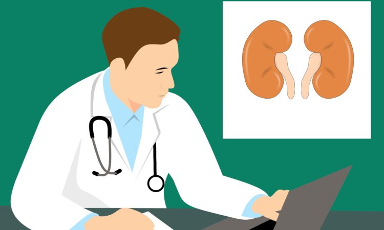 kidney 3667909 1920